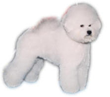 Blanchette Bichons